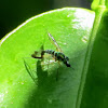 Small Green Long-legged Fly