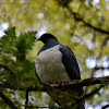 Kereru - New Zealand Wood Pigeon