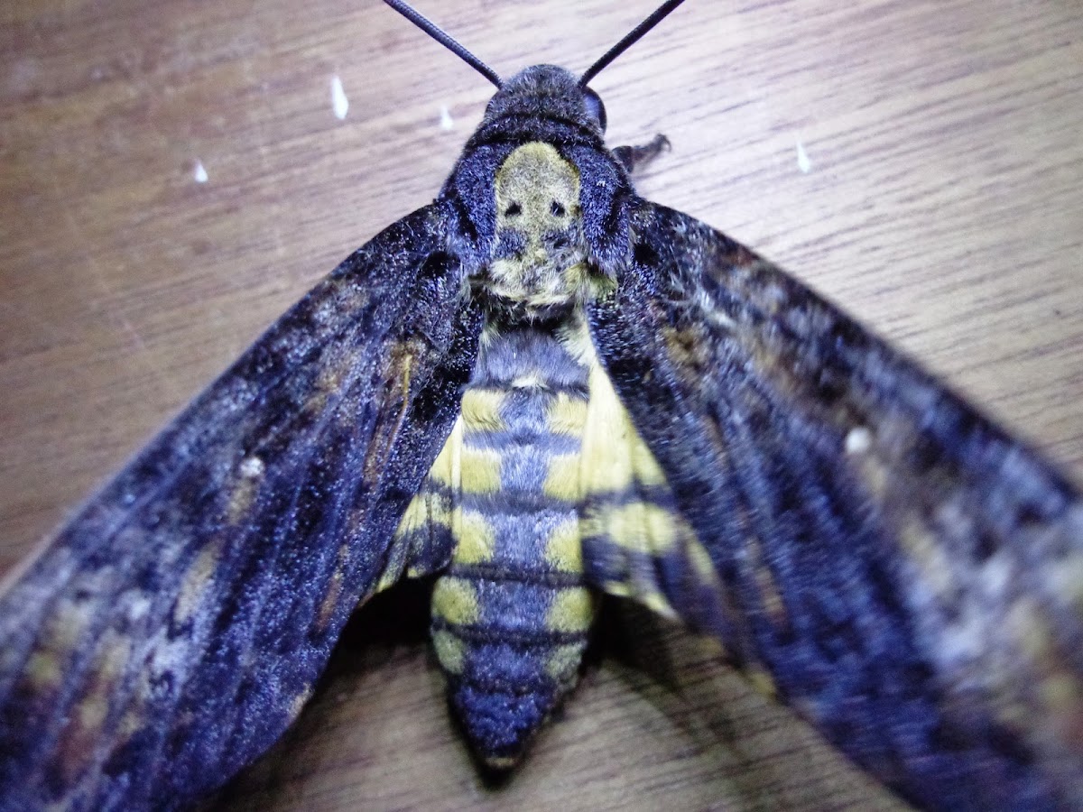 Death's-Head hawk moth