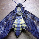 Death's-Head hawk moth