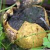 Puff Ball or Stone Fungus