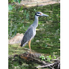 Yellow Crowned Night Heron