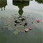 Nenúfares. Water lilies