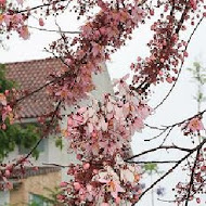 巧克力雲莊
