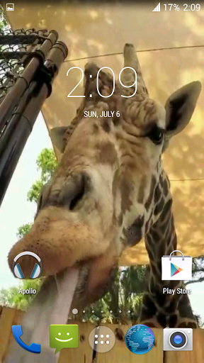 Giraffe HD. Live Wallpaper