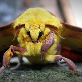 Imperial by Dianne Stephens-Miller - Animals Insects & Spiders