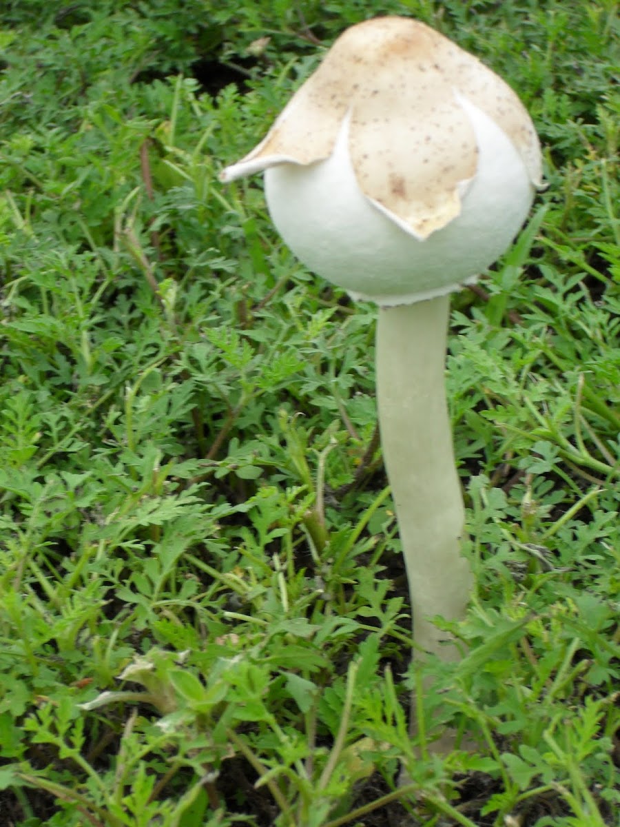 Green-spored Lepiota Mushroom