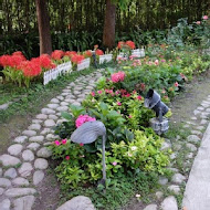 菁芳園 Tenway Garden／花園餐廳／落羽松