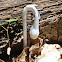 Indian Pipe