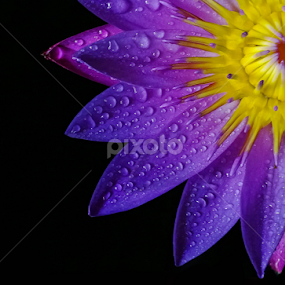 Purple Lotus by MaSs Balasooriya - Flowers Single Flower