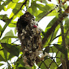 Sunbird Bird nest