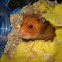 Syrian hamster