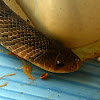Oriental Rat Snake