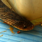 Oriental Rat Snake