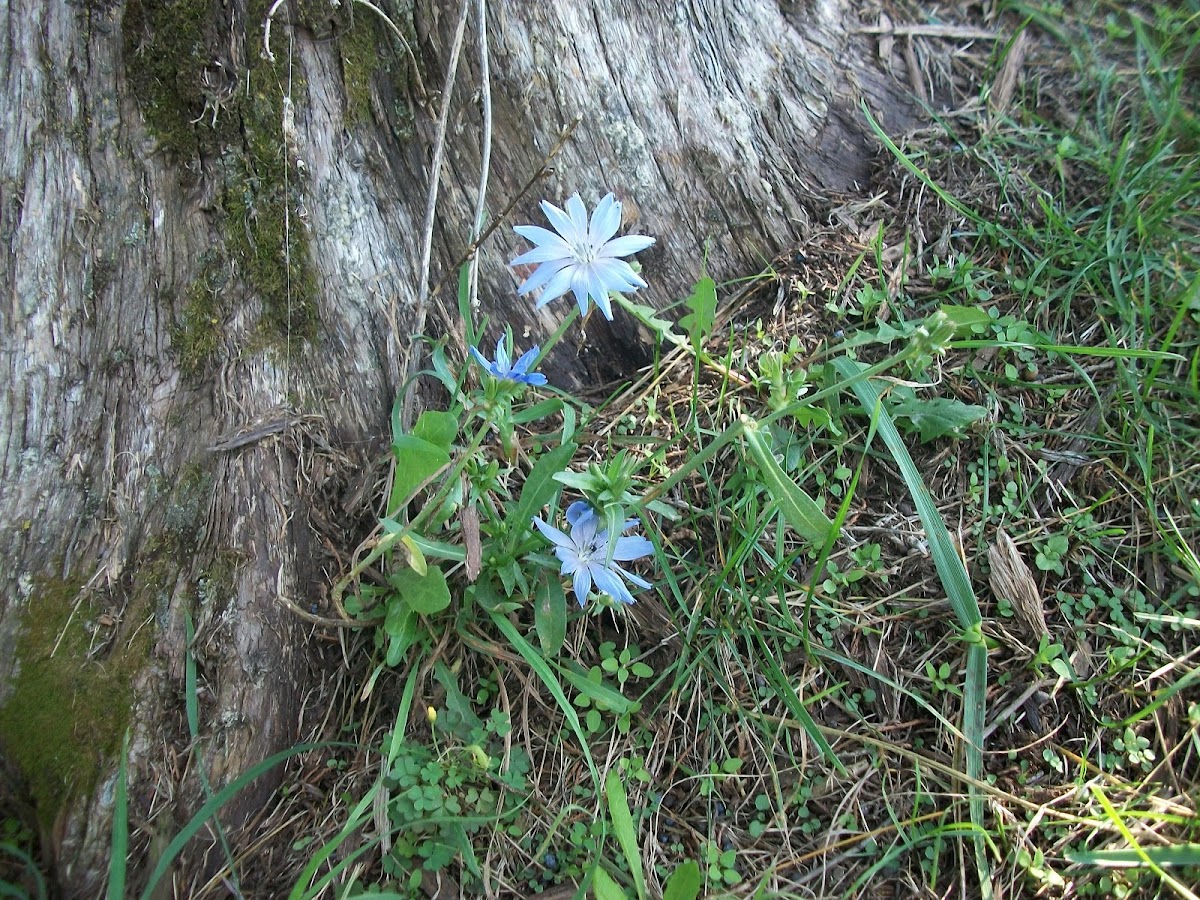 Blue Chicory