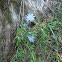 Blue Chicory