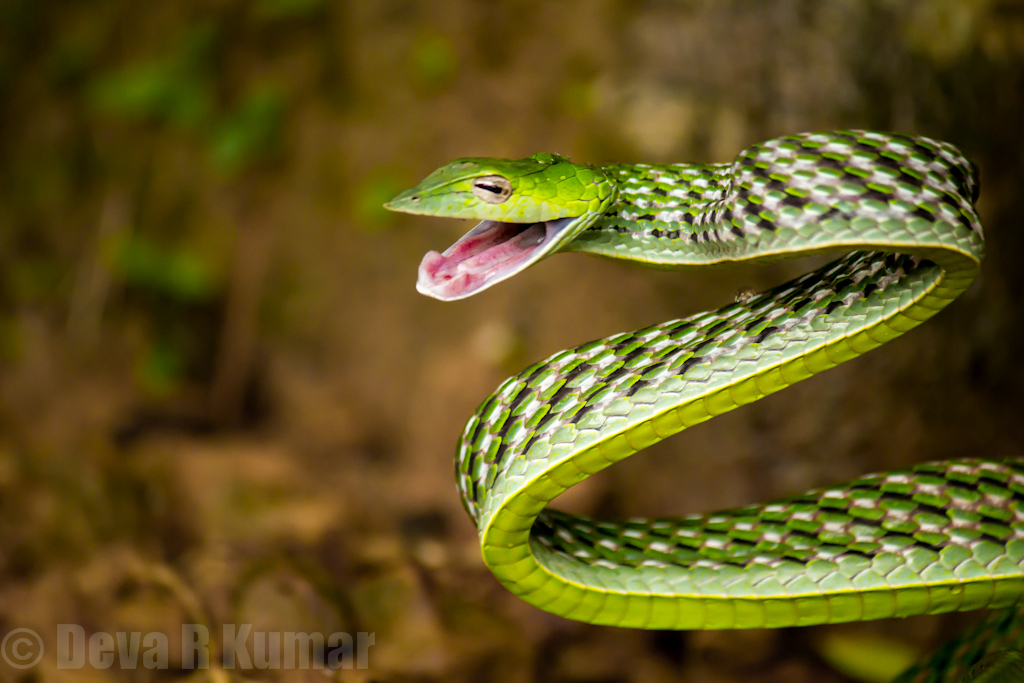 Green vine snake Project Noah