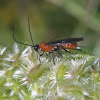 Unknown Wasp, female