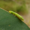 leaf beetle nymph?