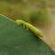 leaf beetle nymph?