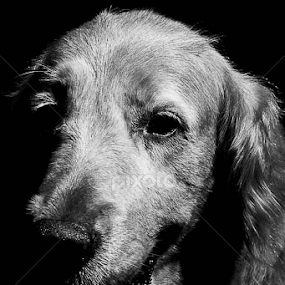 A Dog Called Netnot by Christian Lukman - Animals - Dogs Portraits