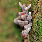 Fungi