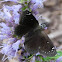 Common Sootywing butterfly
