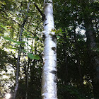 Paper Birch