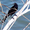 Male Great Tailed Grackle