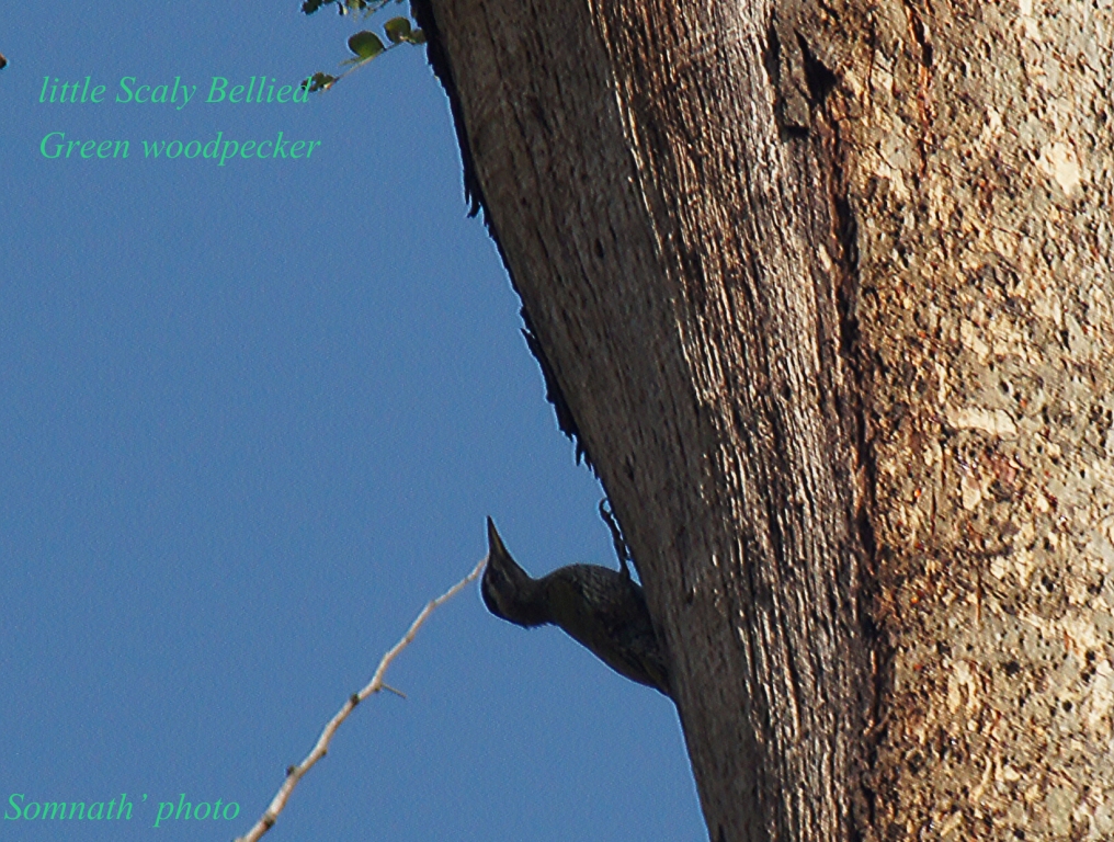 scaly bellied woodpecker