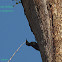 scaly bellied woodpecker