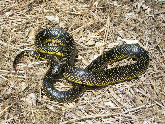 ei9spu2pBl9dtU0Xolh3TsX5ACVWcn4Wbql7e_kE