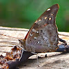 Tailed Cecropian Butterfly