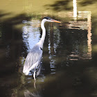 Cocoi Heron