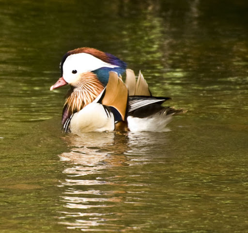http://lh4.ggpht.com/eileennauman/SCUJuAxSPDI/AAAAAAAAEiM/L3I9G5KLmqg/DSC_0037%20mandarine%20duck%20male%20on%20oak%20creek%20en%20az.jpg