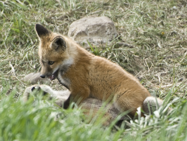 Baby Red Foxes Part 2 – Tales from Echo Canyon