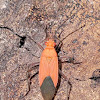 Rhopalidae Bug