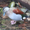 Ringed Teal