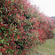 Photinia