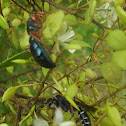 Bluebottle wasp