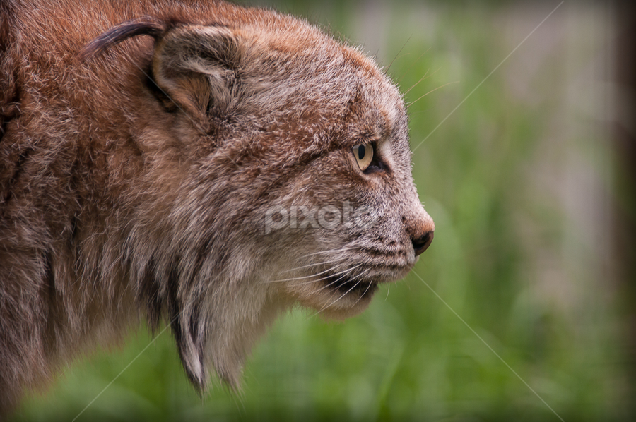 Lynx du Canada / Loup cervier by Sylvain Côté - Animals Lions, Tigers & Big Cats ( qc, zoo ecomuseum, bobcat, canada, québec, lynx, montréal, sainte-anne-de-bellevue, quebec )