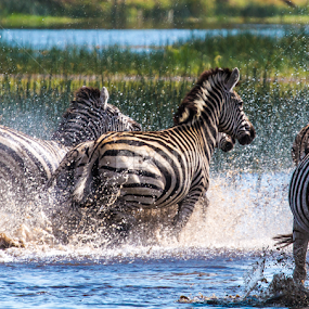 Zebra by Theuns de Bruin - Animals Other Mammals