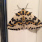 Magpie moth