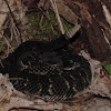 Timber Rattlesnake