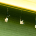 Lacewing Larvae Hatchlings