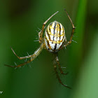 Orb Weaver