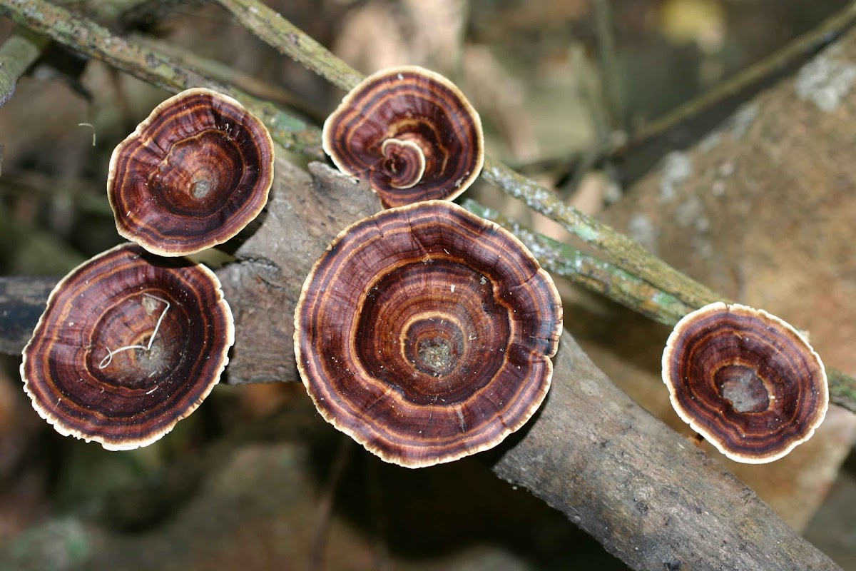 Goblet Fungus