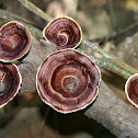 Goblet Fungus