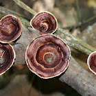 Goblet Fungus