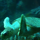 Green sea turtle